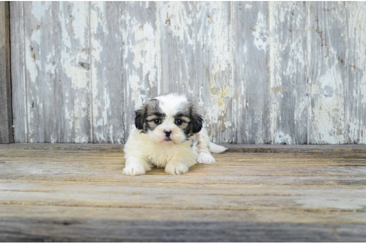 Teddy Bear Pup Being Cute