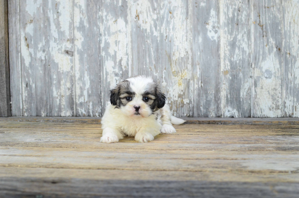 Teddy Bear Pup Being Cute