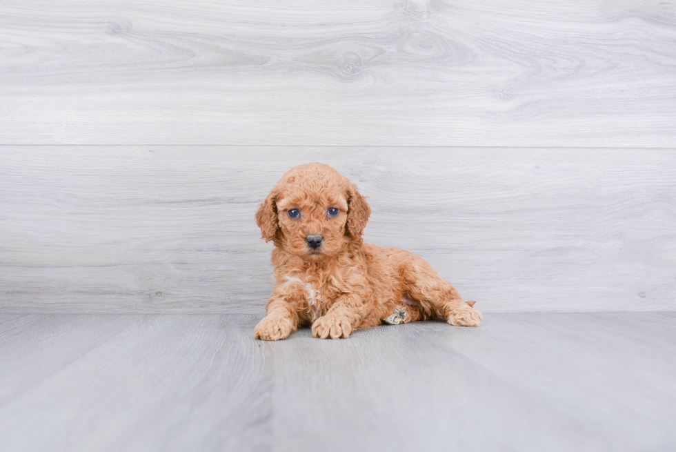 Cockapoo Pup Being Cute