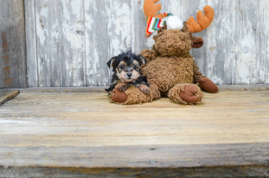 Adorable Yorkie Designer Puppy