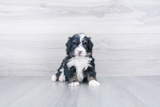 Mini Bernedoodle Pup Being Cute