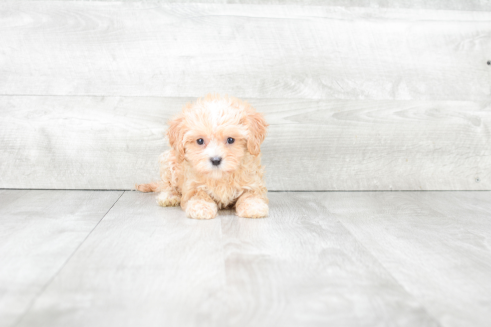 Cute Cavapoo Baby