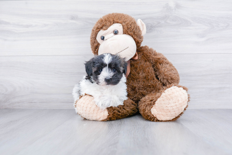 Havanese Pup Being Cute