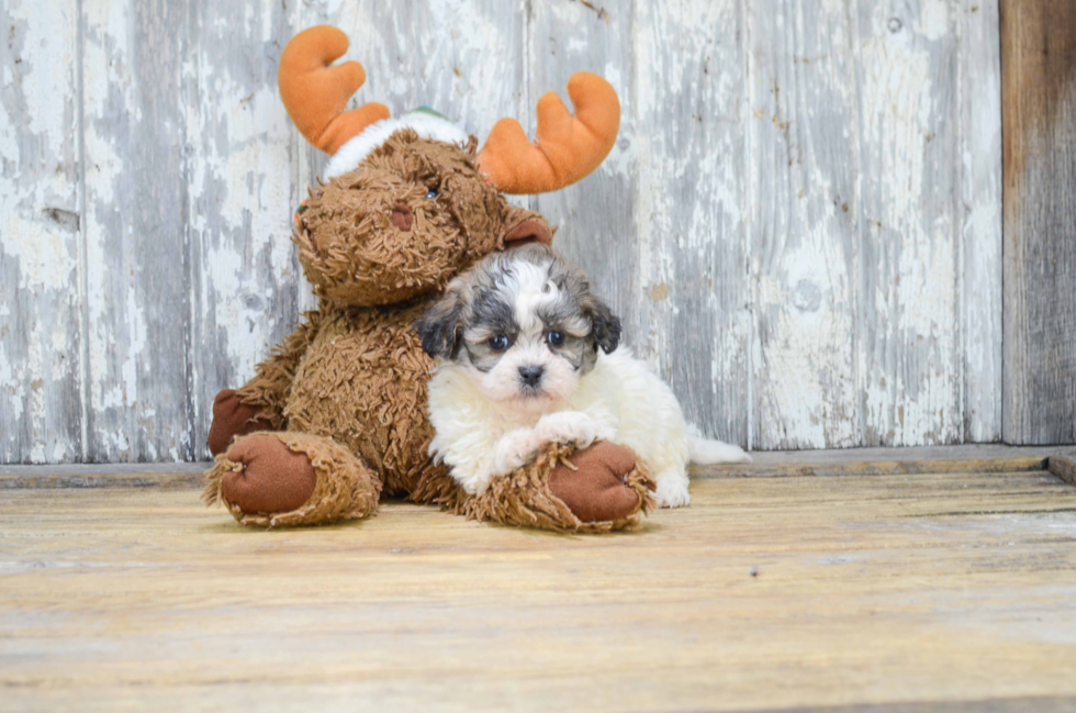 Teddy Bear Pup Being Cute