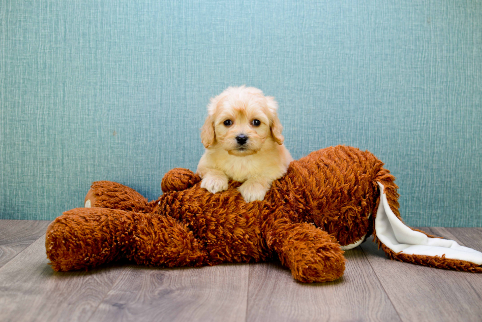 Best Cavachon Baby