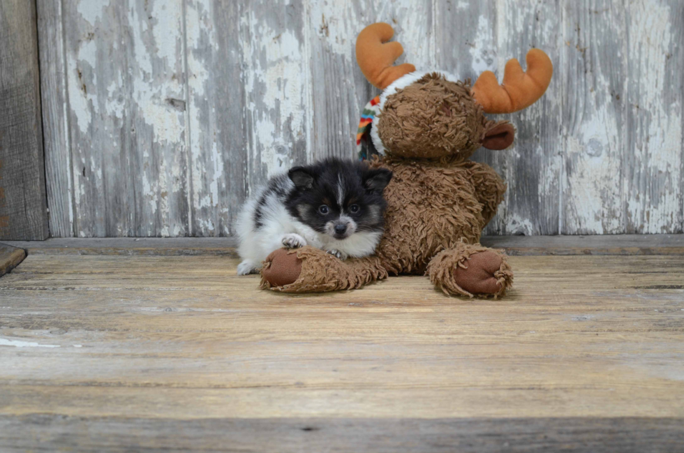 Pomeranian Pup Being Cute