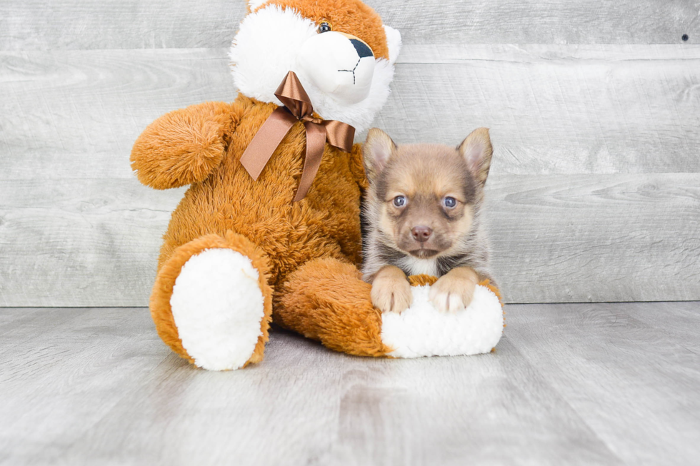 Playful Mini Husky Designer Puppy