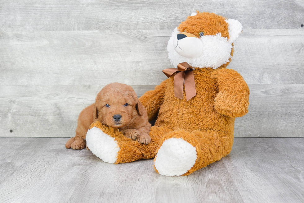 Adorable Golden Retriever Poodle Mix Puppy