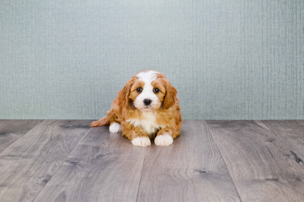 Petite Cavapoo Poodle Mix Pup