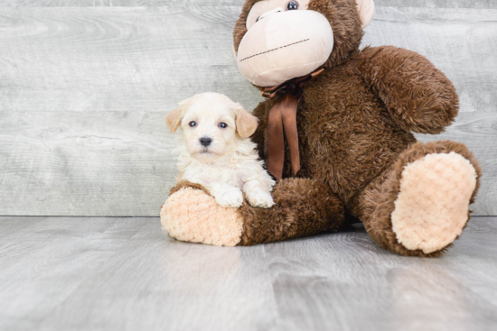 Little Maltese Poodle Poodle Mix Puppy