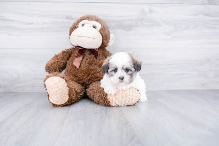 Teddy Bear Pup Being Cute