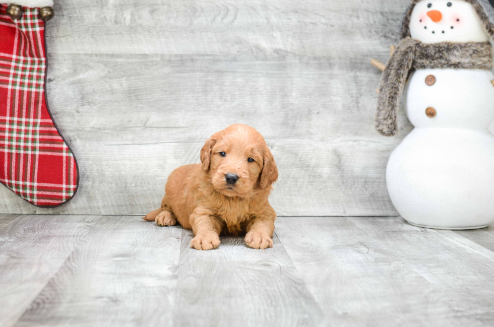 Smart Mini Goldendoodle Poodle Mix Pup