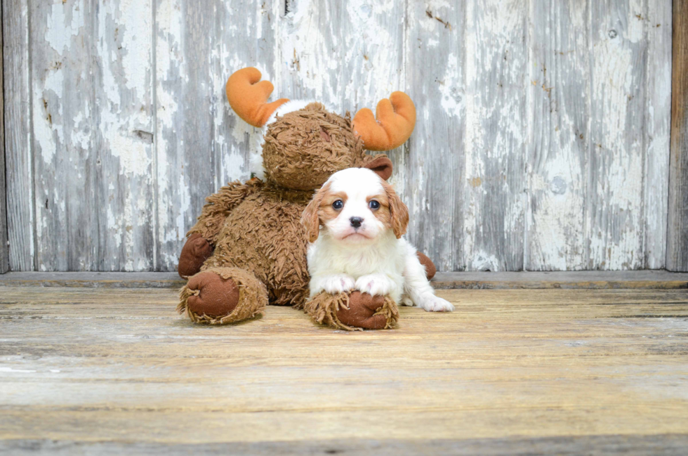 Energetic Cavalier King Charles Spaniel Purebred Puppy