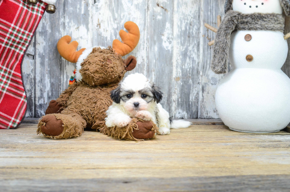 Cute Teddy Bear Baby