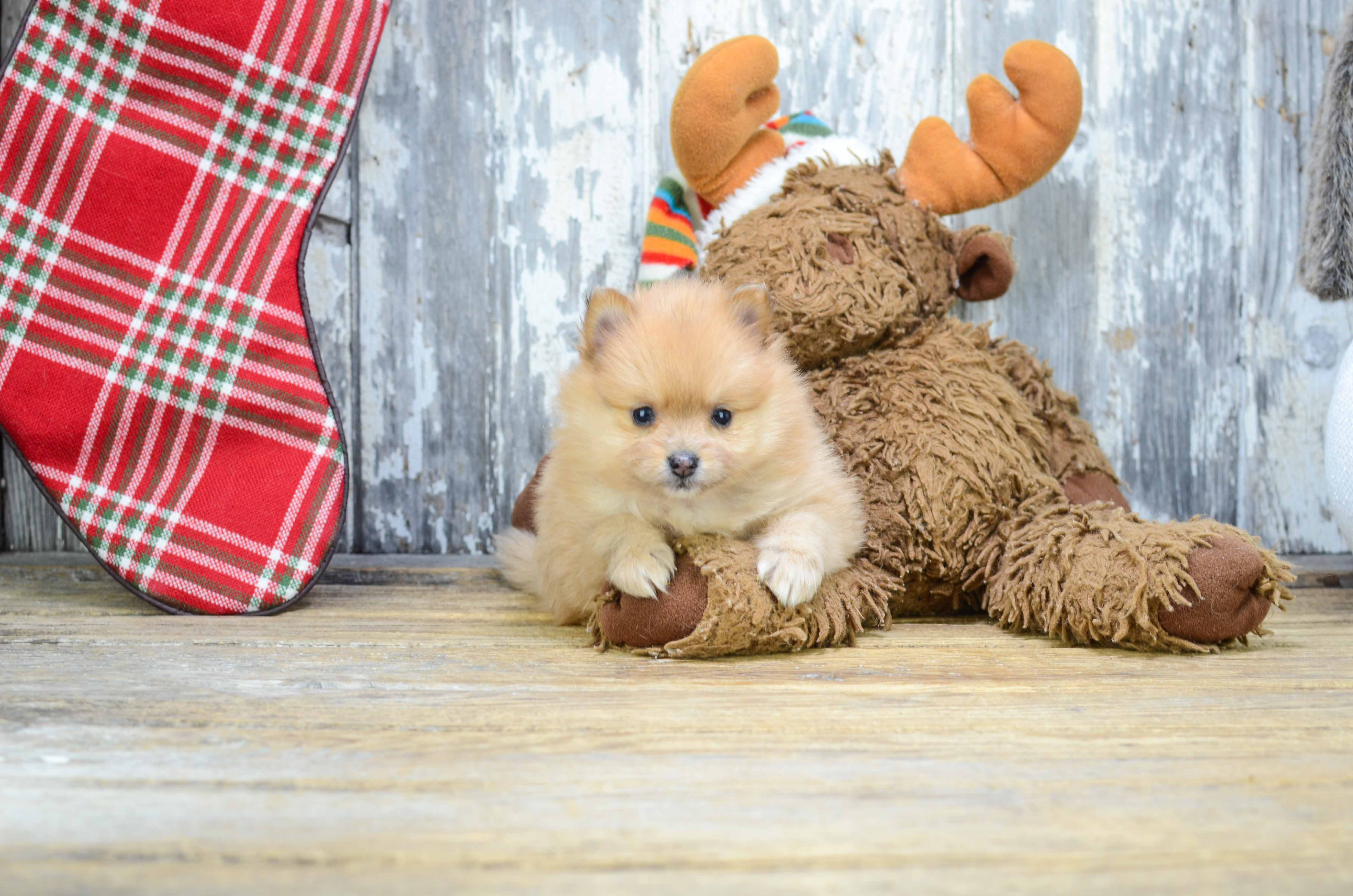 Best Pomeranian Baby