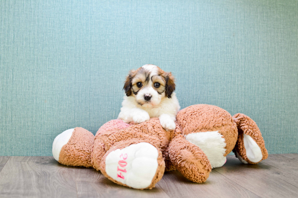 Funny Cavachon Designer Pup