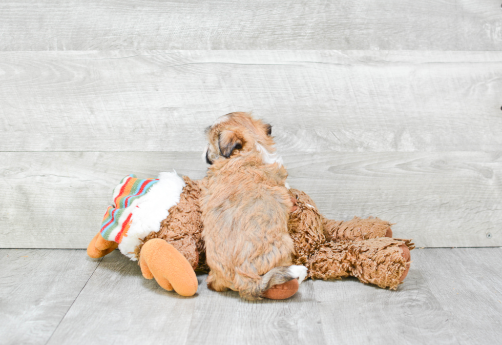 Friendly Havanese Baby