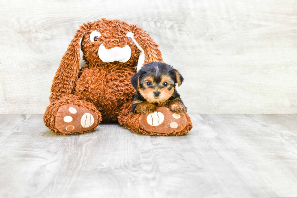 Meet Twinkle - our Yorkshire Terrier Puppy Photo 