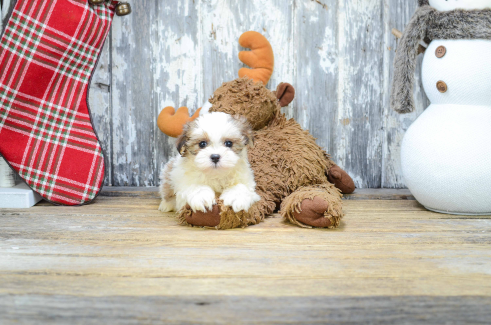 Teddy Bear Pup Being Cute