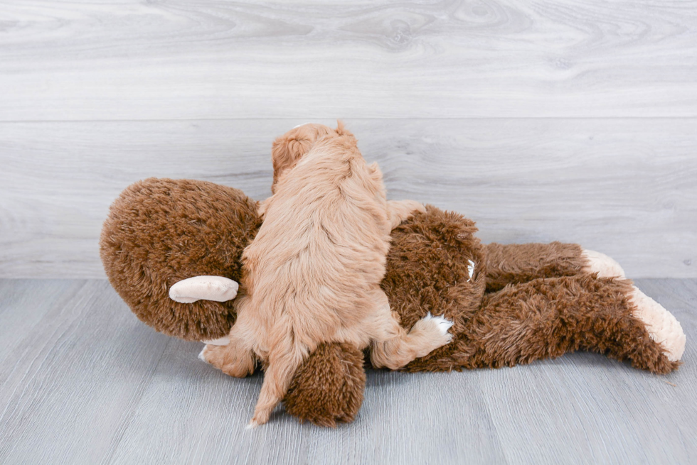 Cavapoo Pup Being Cute