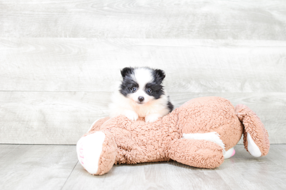 Friendly Pomeranian Purebred Pup