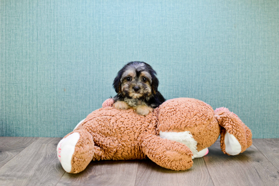 Adorable Yorkie Designer Puppy