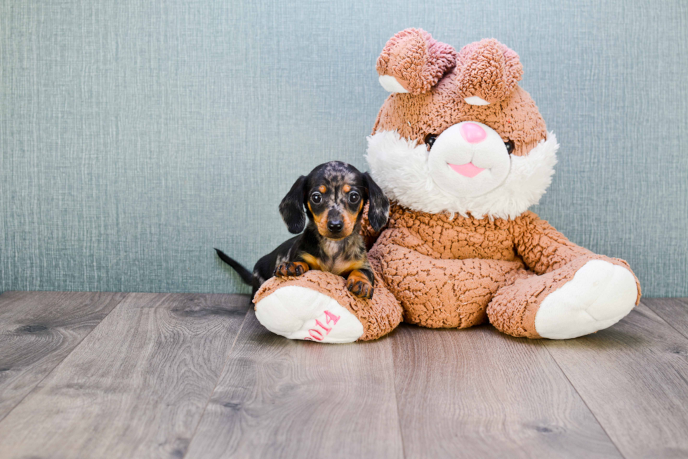 Cute Dachshund Baby