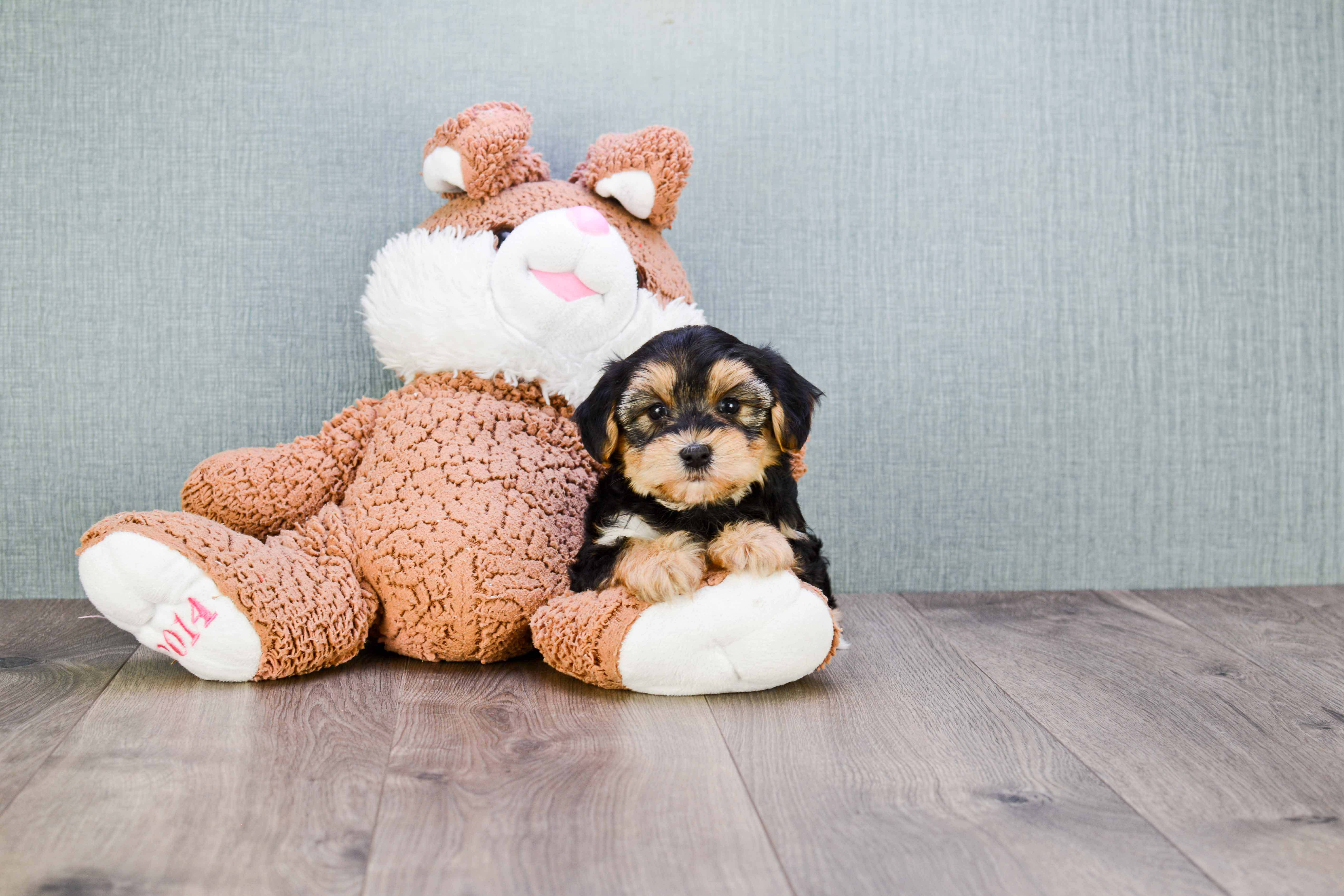 Morkie Puppy for Adoption