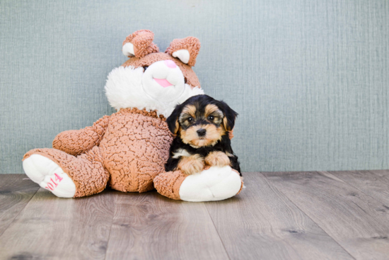 Morkie Puppy for Adoption