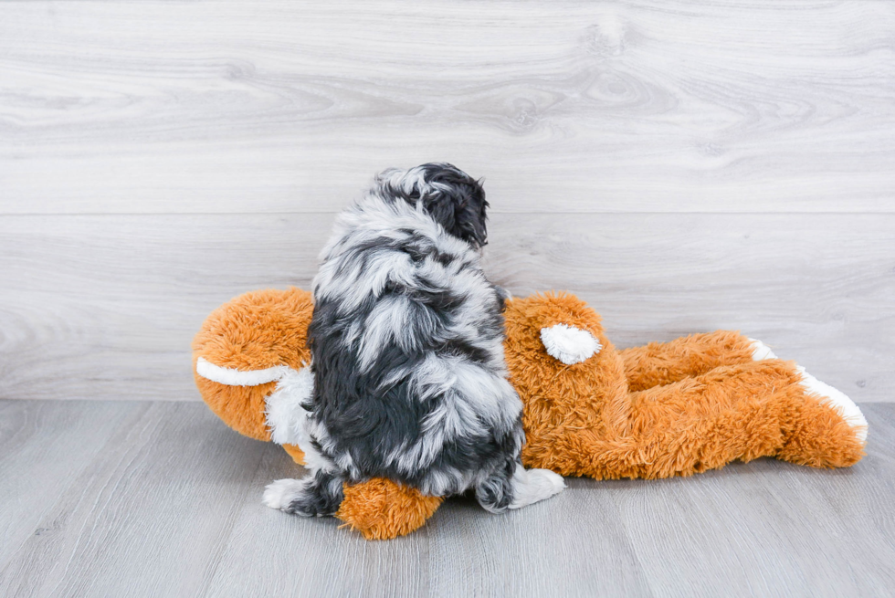 Mini Aussiedoodle Pup Being Cute