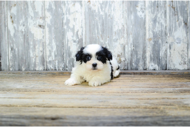 Teddy Bear Pup Being Cute