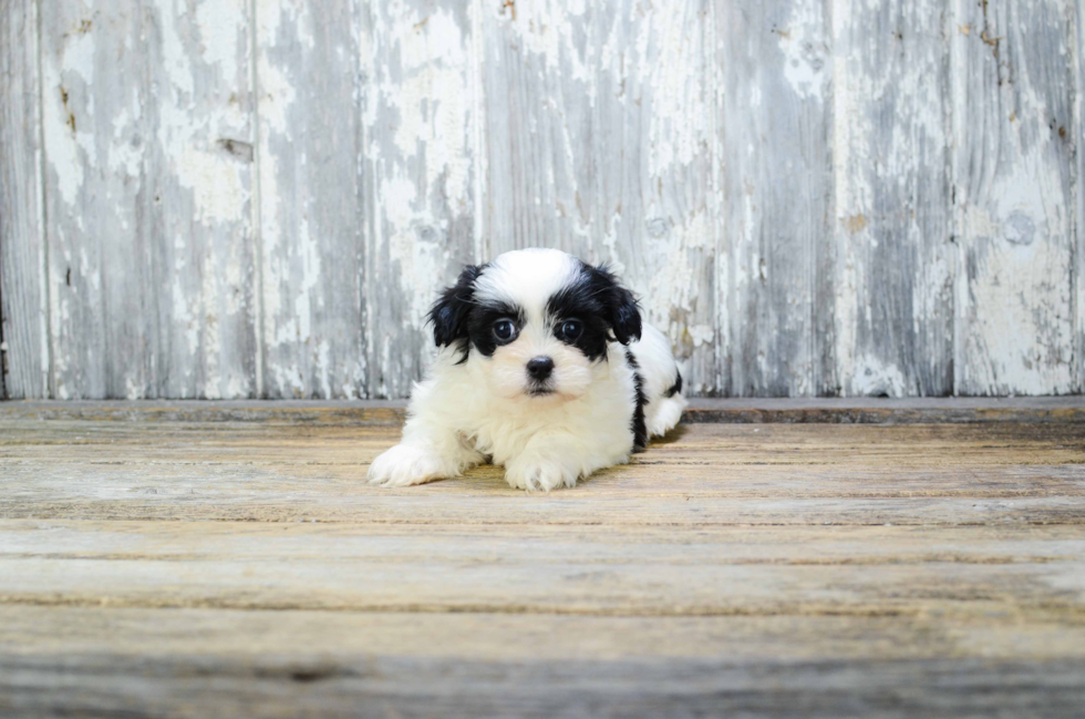 Teddy Bear Pup Being Cute