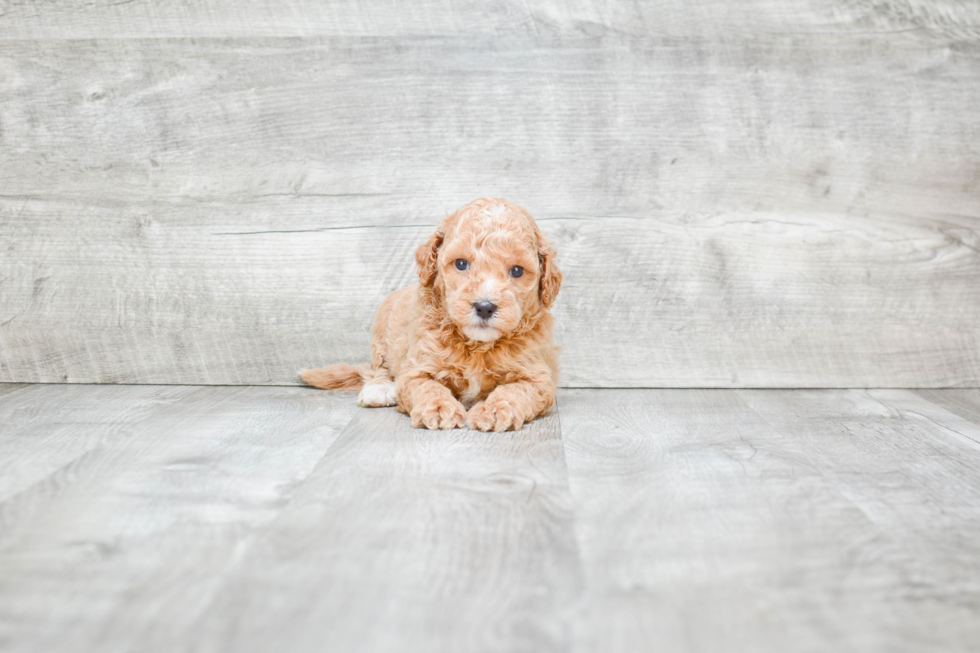 Playful Golden Retriever Poodle Mix Puppy