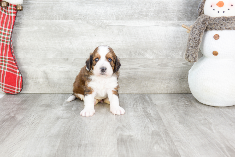 Little Bernadoodle Poodle Mix Puppy