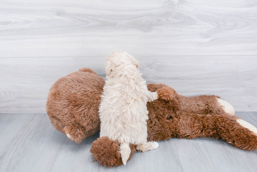 Little Maltepoo Poodle Mix Puppy