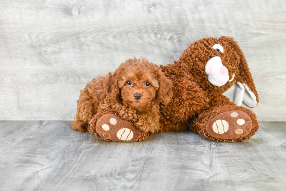 Cavapoo Pup Being Cute