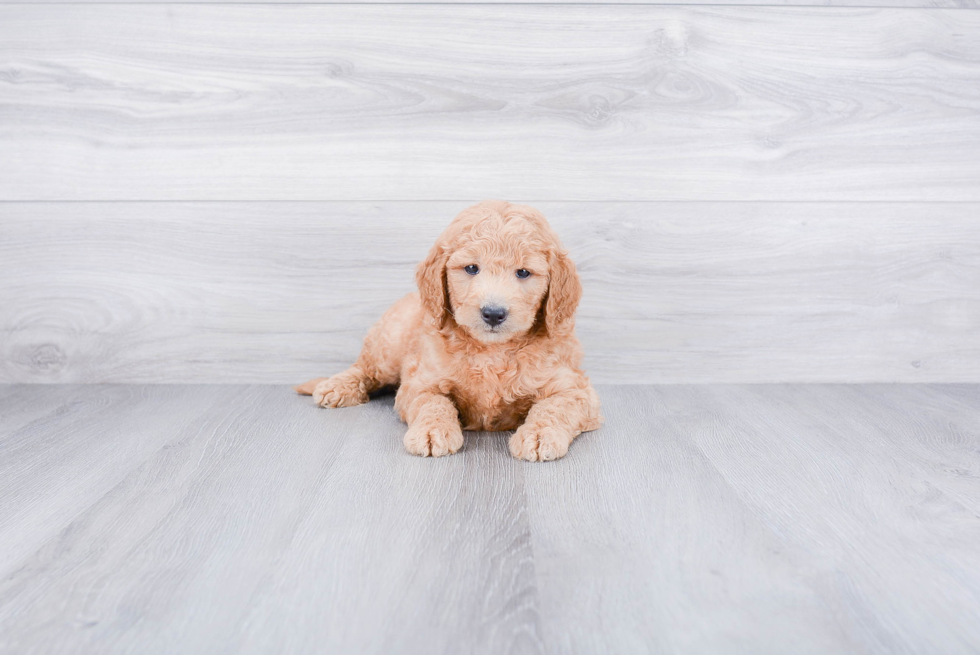 Friendly Mini Goldendoodle Baby