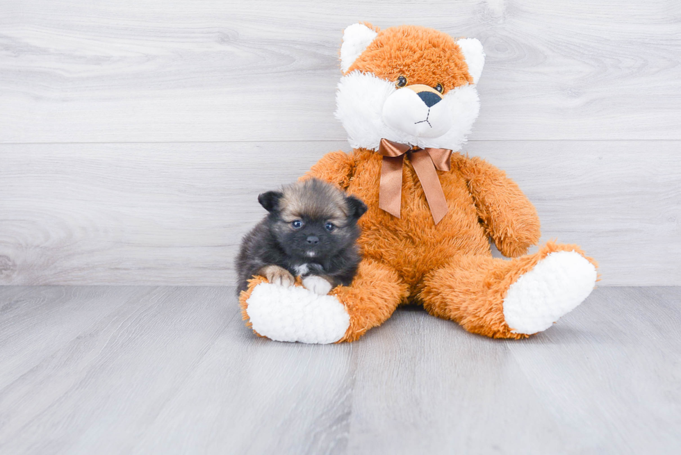 Friendly Pomeranian Purebred Pup