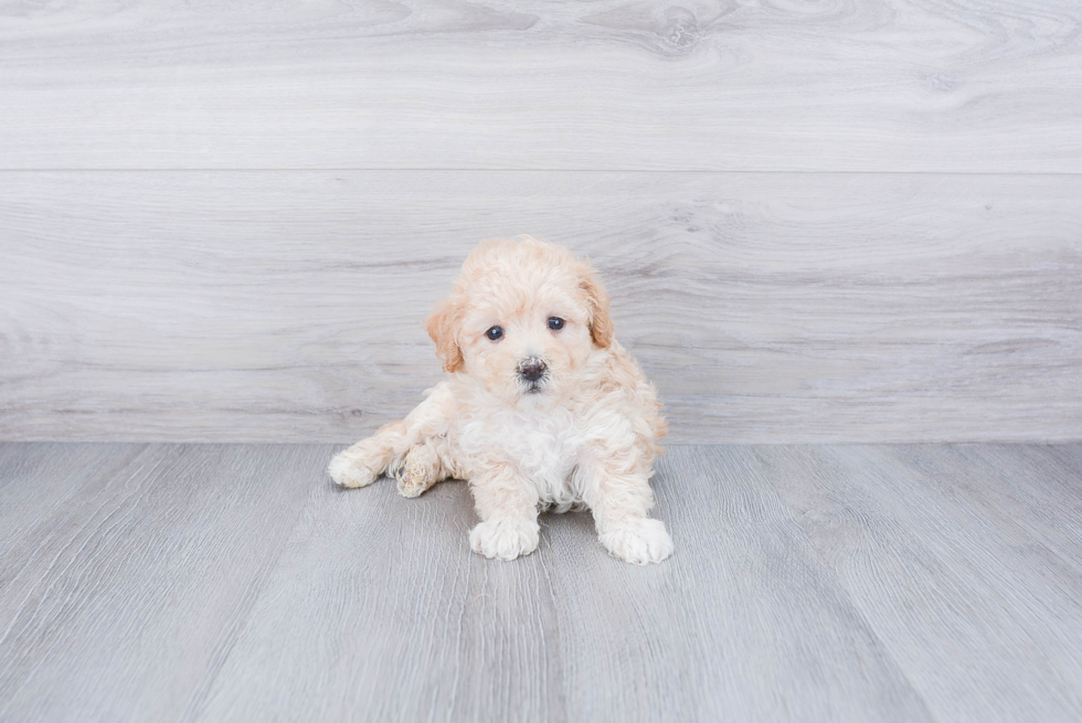 Maltipoo Puppy for Adoption