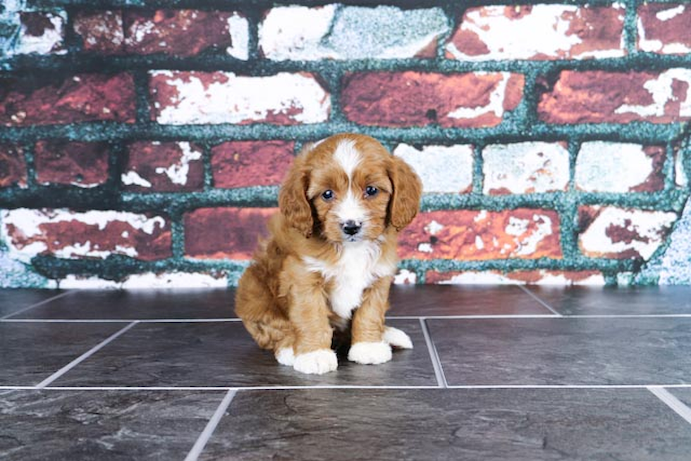 Cavapoo Puppy for Adoption