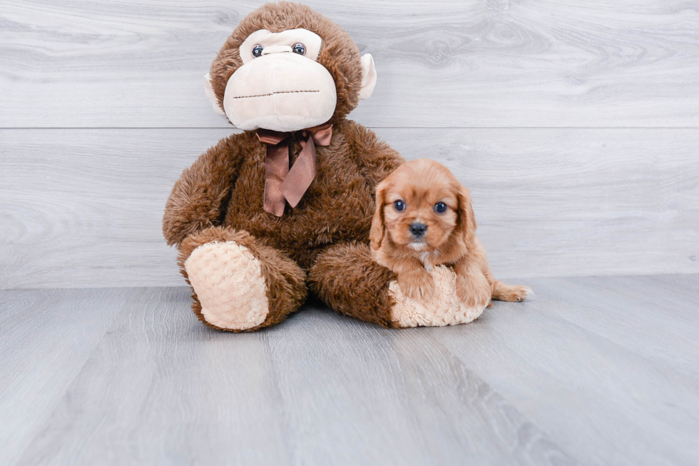 Little Cavalier King Charles Spaniel Baby