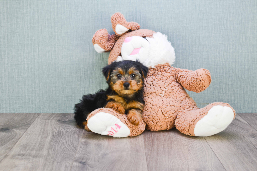 Meet Izzie - our Yorkshire Terrier Puppy Photo 