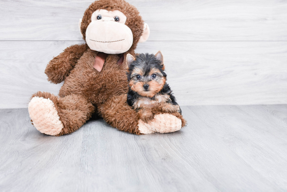 Meet Tinkerbell - our Yorkshire Terrier Puppy Photo 