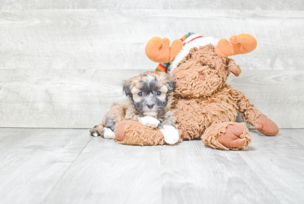 Havanese Puppy for Adoption