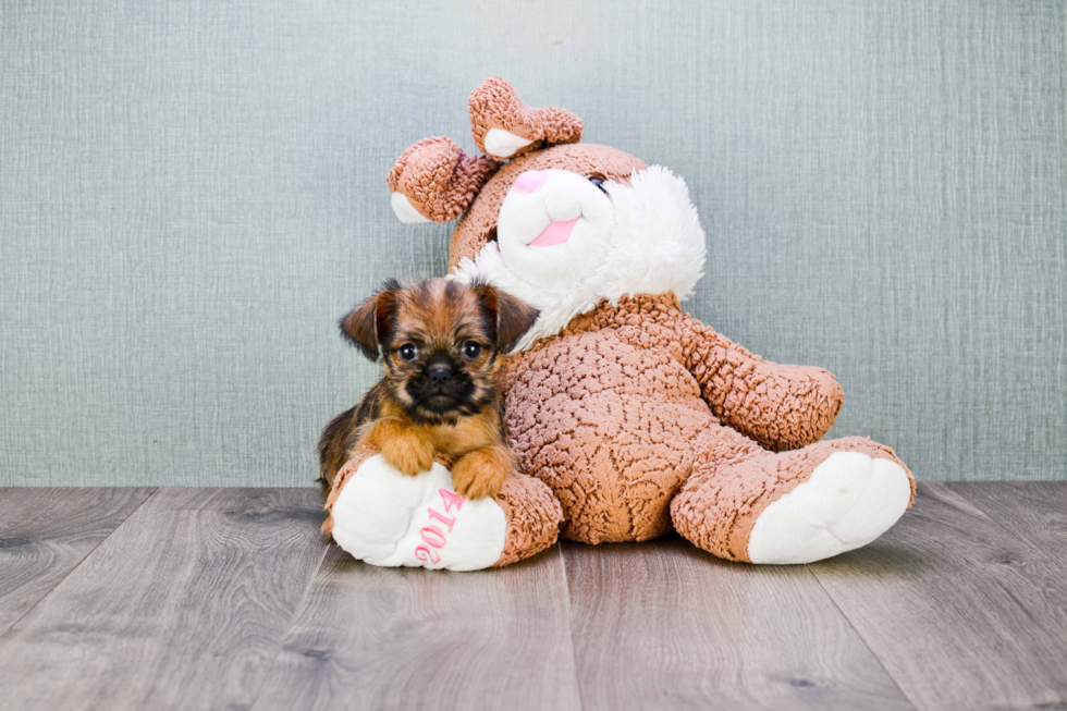 Brussels Griffon Puppy for Adoption