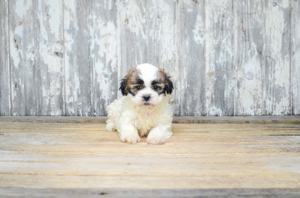 Fluffy Teddy Bear Designer Pup