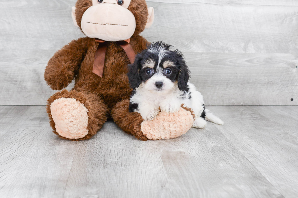 Cavachon Puppy for Adoption