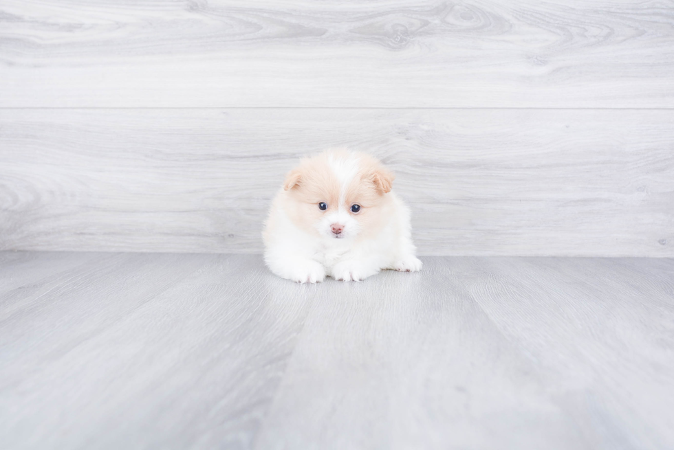 Best Pomeranian Baby