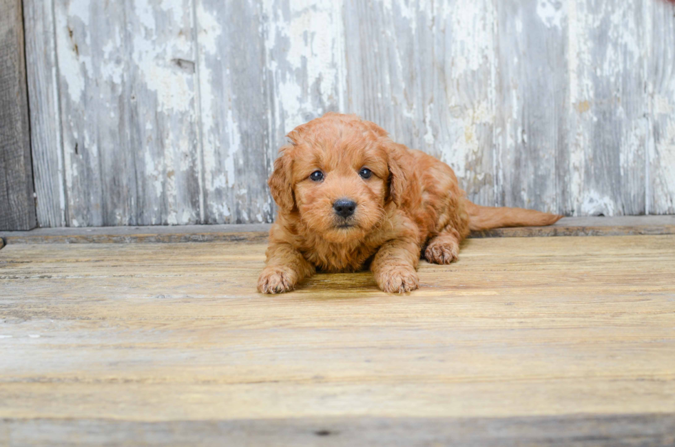 Mini Goldendoodle Pup Being Cute