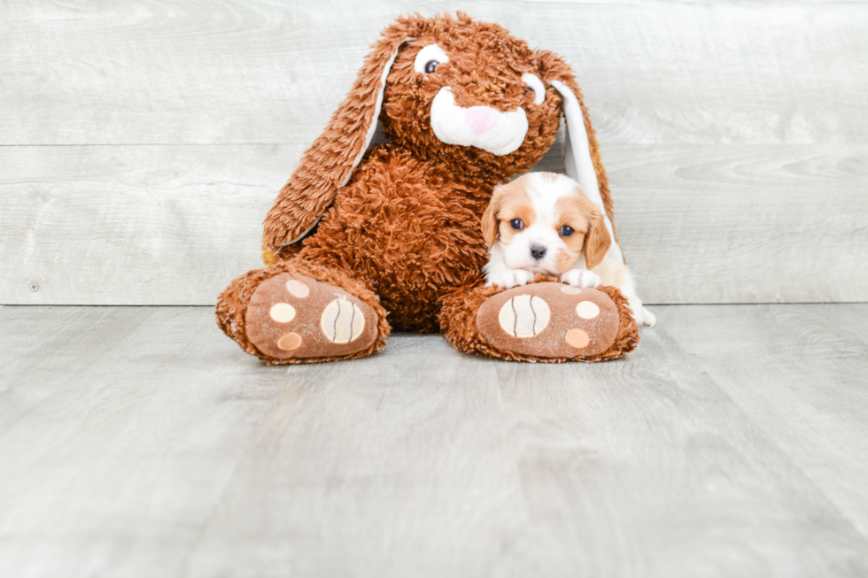 Akc Registered Cavalier King Charles Spaniel Purebred Pup